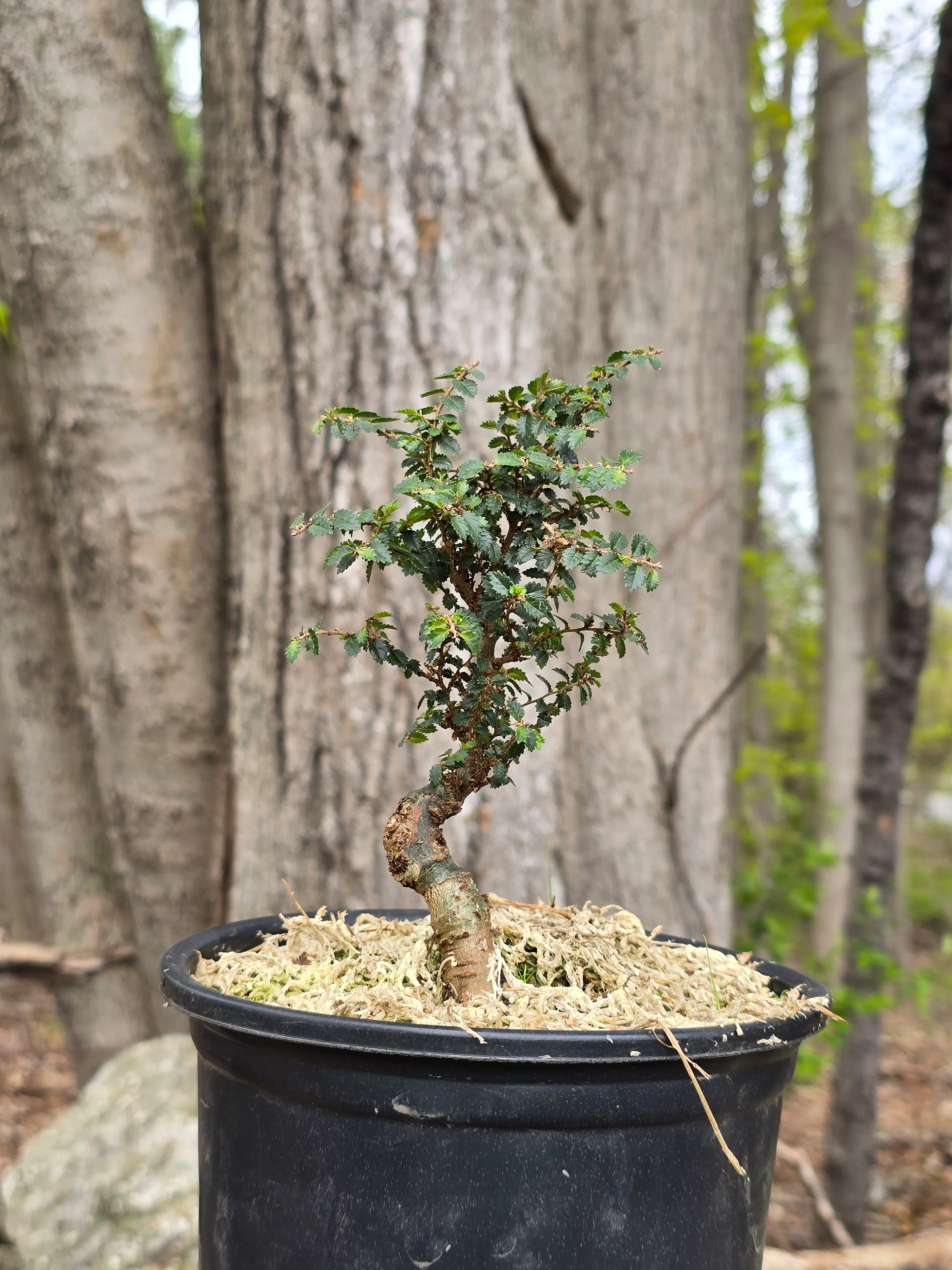 Bonsai hero photo