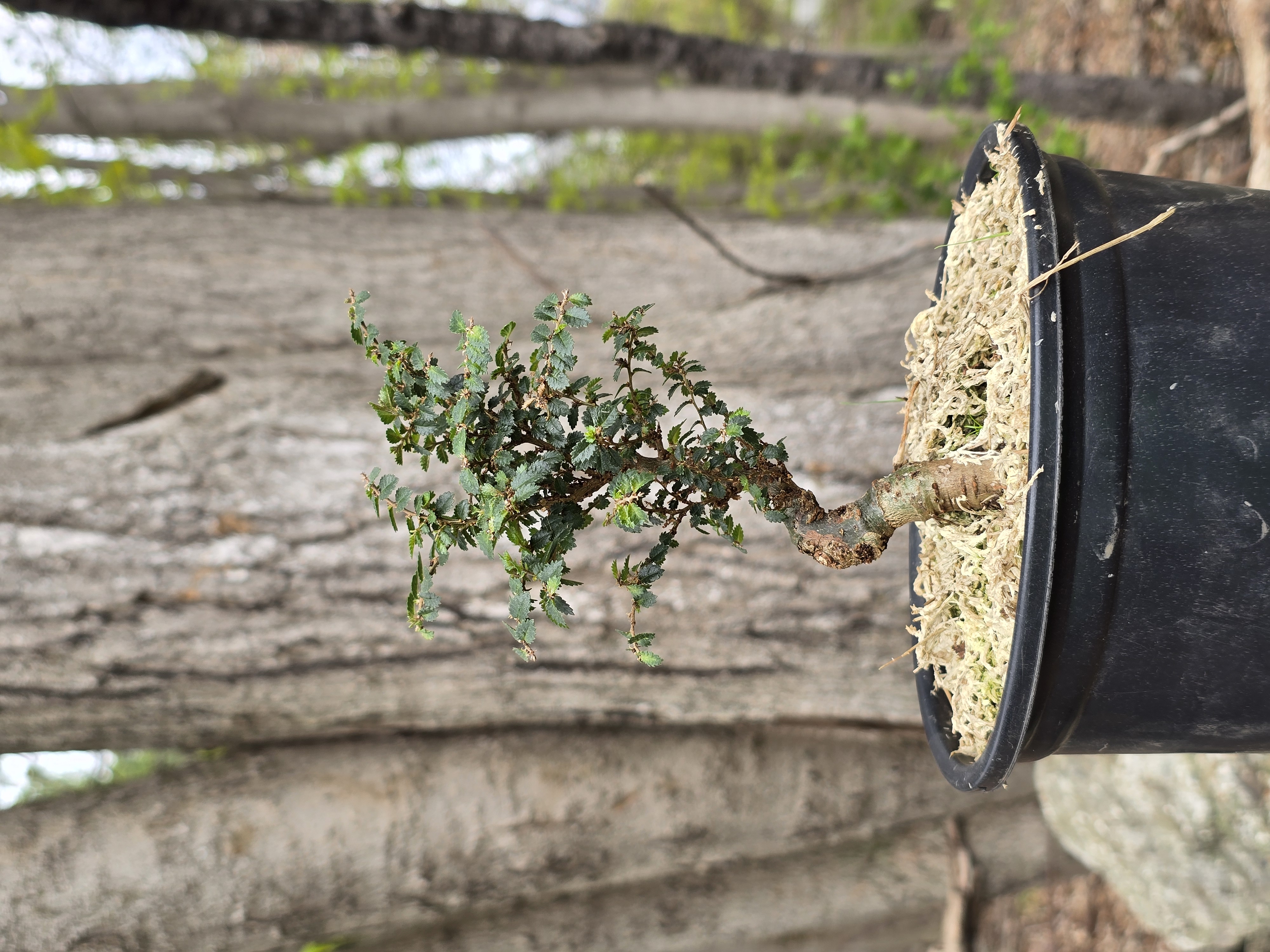 Bonsai Tree